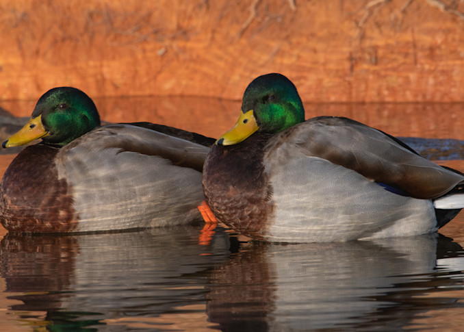 Print of two mallard ducks enjoying the sun
