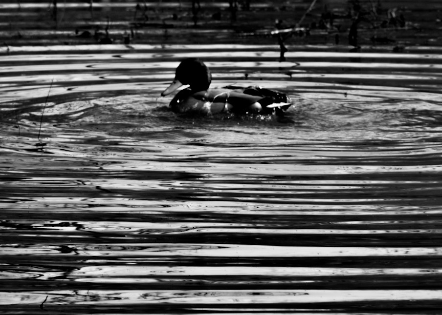 Chandler Perkins - photography - black and white - landscape - nature - animals - ducks - Bath Time