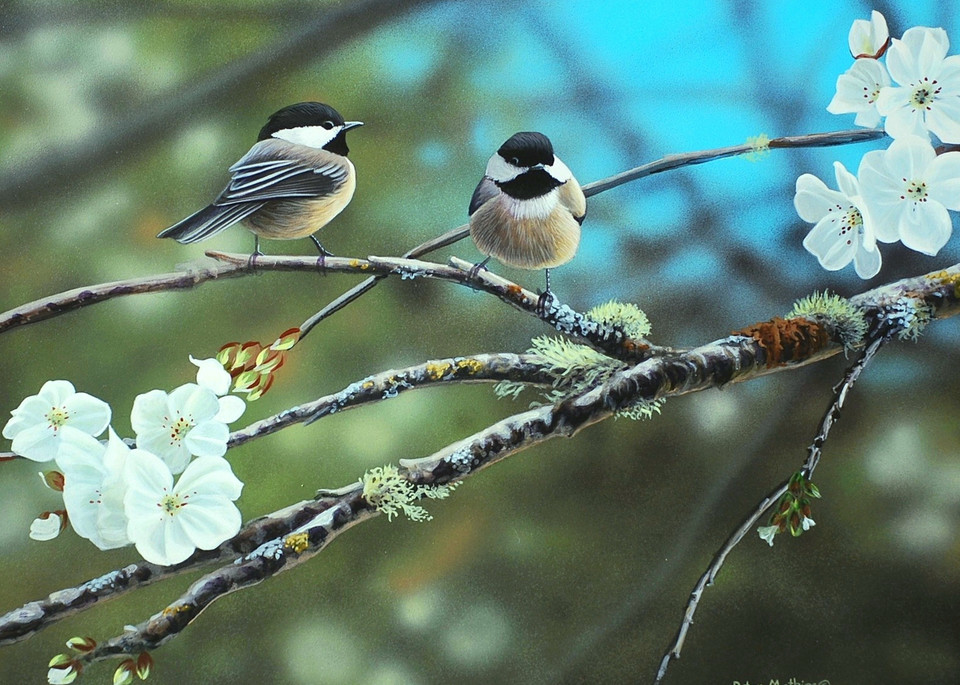 Peter Mathios - Black Capped Chickadees