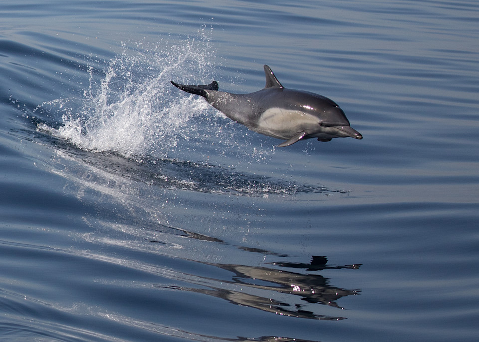 Dolphin Leap Art | Leiken Photography
