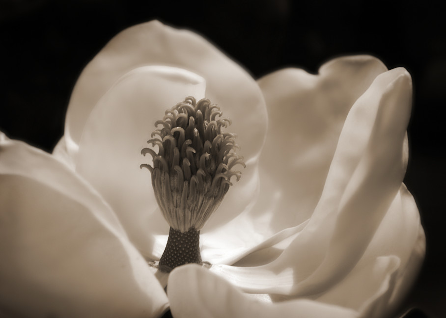 Magnolia #1 Photography Art | Lori Ballard Photography