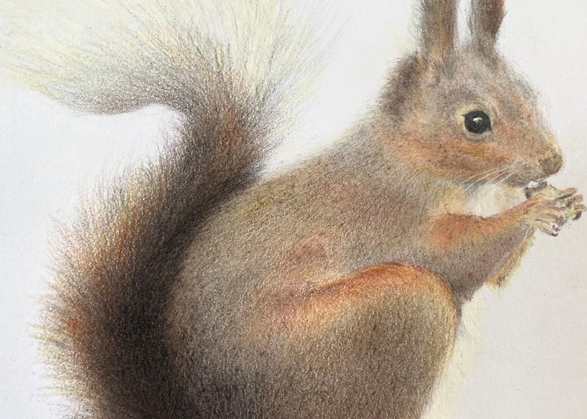  Red Squirrel  Art | Kathleen Slaven Art