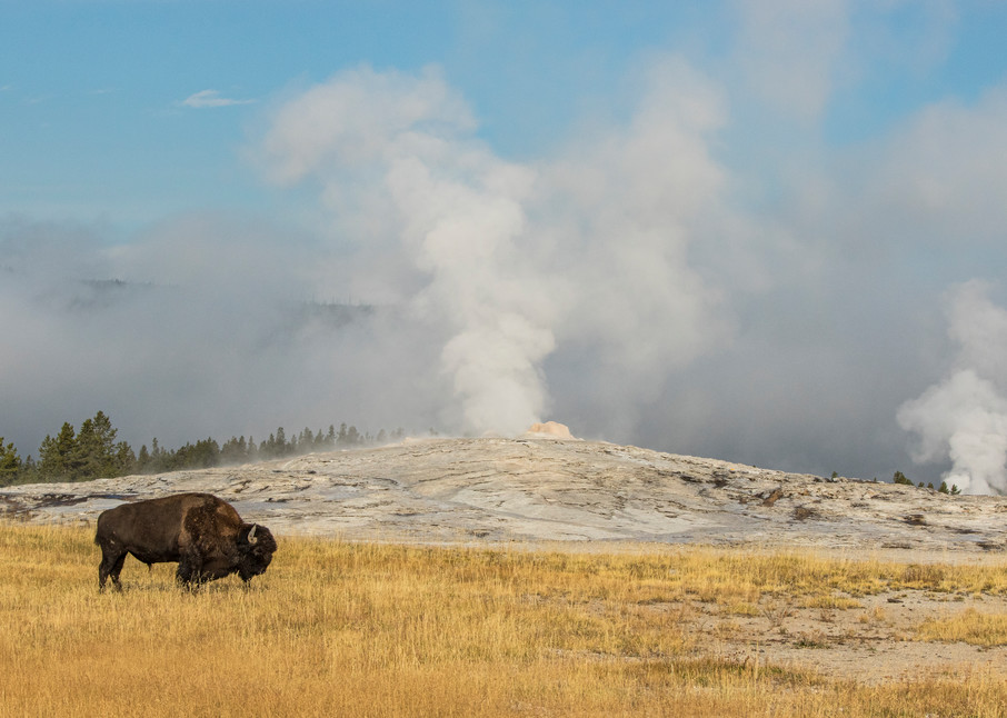 Old Faithful Geyser with American Bison, Yellowstone | Nicki Geigert, Photographer