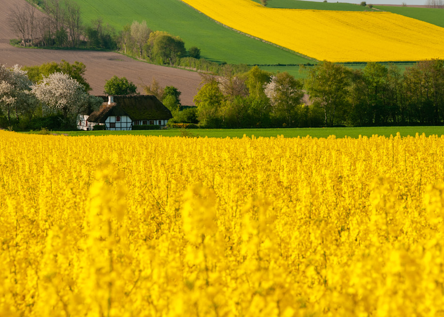 Denmark, Yellow and Green Flower Fields | Nicki Geigert, Photography