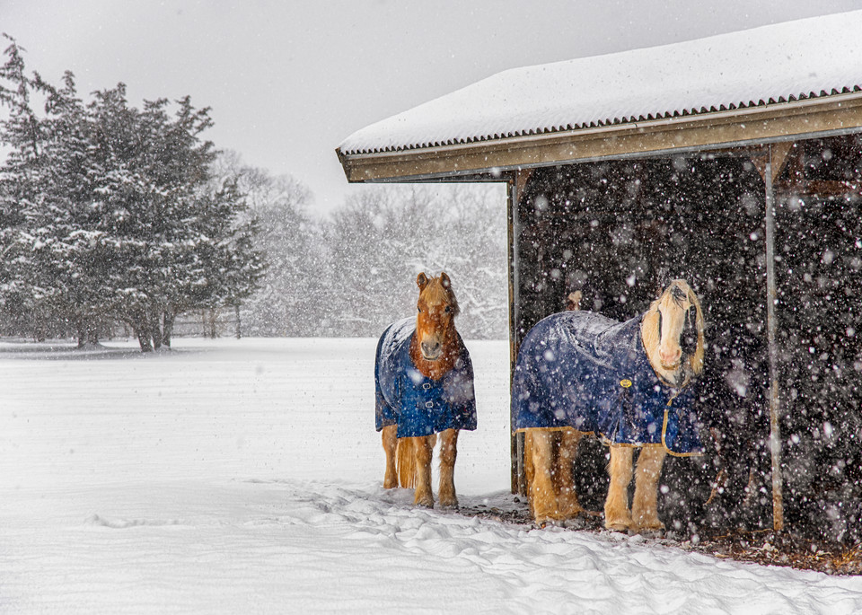 Misty Meadows Snow Ponies Art | Michael Blanchard Inspirational Photography - Crossroads Gallery