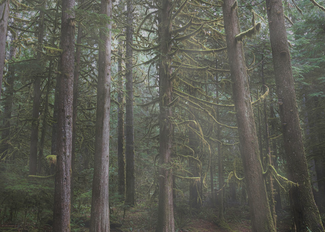Forrest In Fog Photography Art | dynamicearthphotos