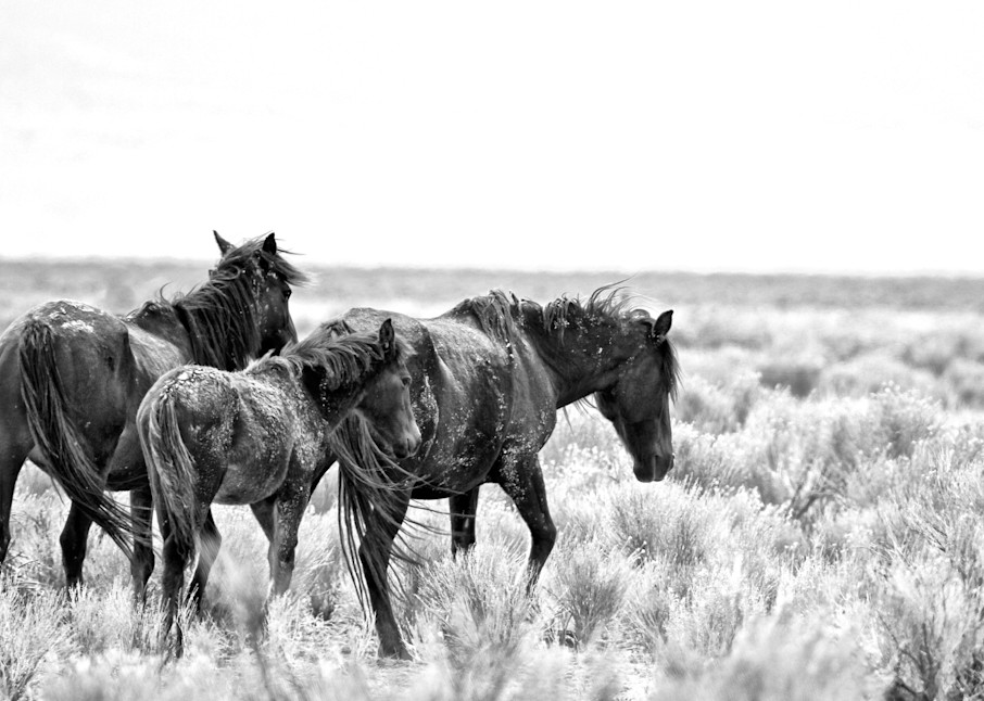 Two mares and foal black and white print