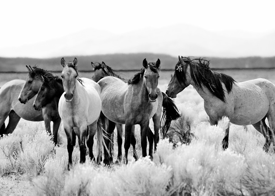 Wild Horse Herd in Nevada Black and White Print