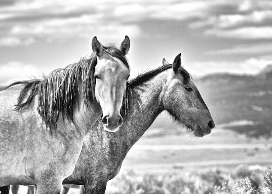 Two wild horses black and white print