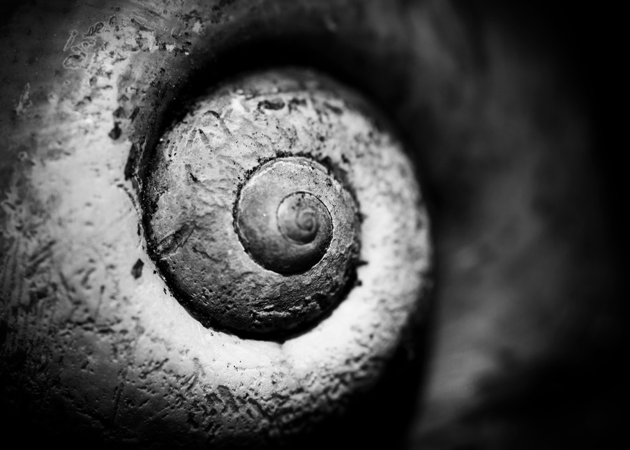 Apple Snail Photography Art | Lori Ballard Photography