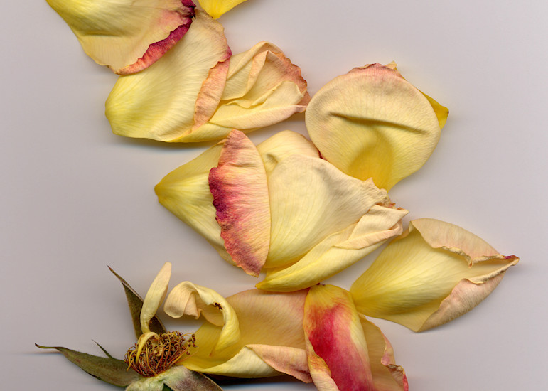 Rose Petals Photography Art | Barbara DuMetz