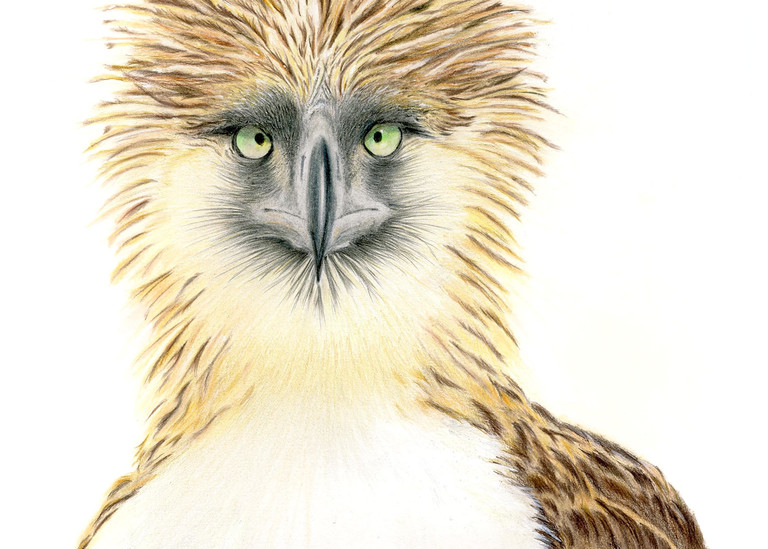 Philippine Eagle  Art | Kathleen Slaven Art