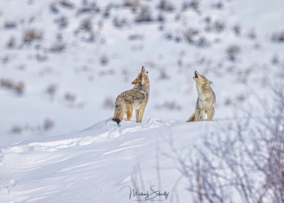 Coyote Serenade Photography Art | dynamicearthphotos