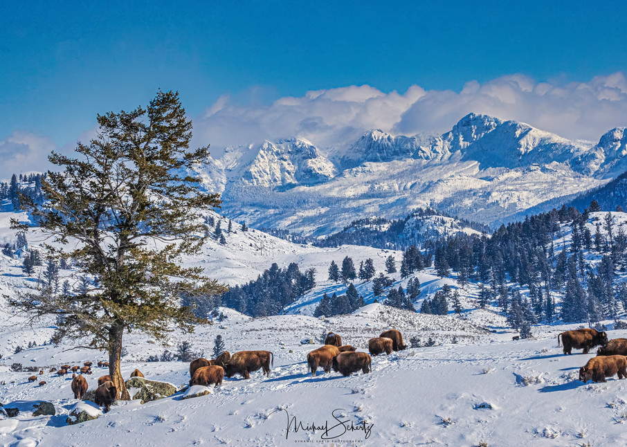 Snowy Grazing Photography Art | dynamicearthphotos