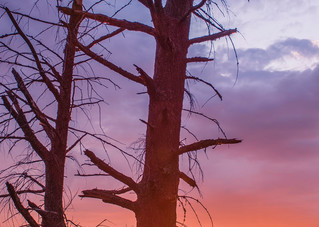 Moose River Old Pines Sunset Panoramic Photography Art | Kurt Gardner Photography Gallery