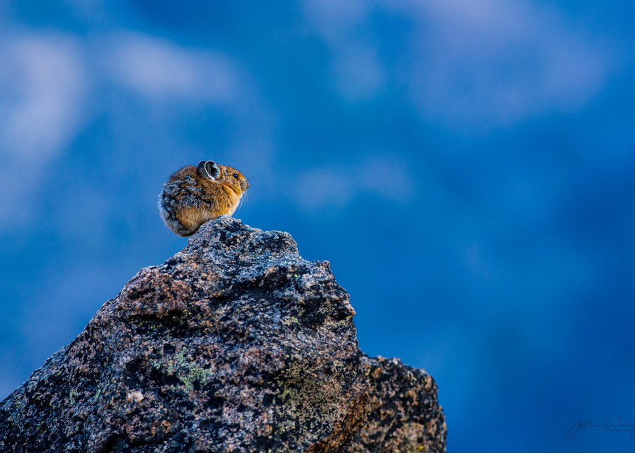 Top of the World. Pika on the Beartooth Plateau, Wyoming.