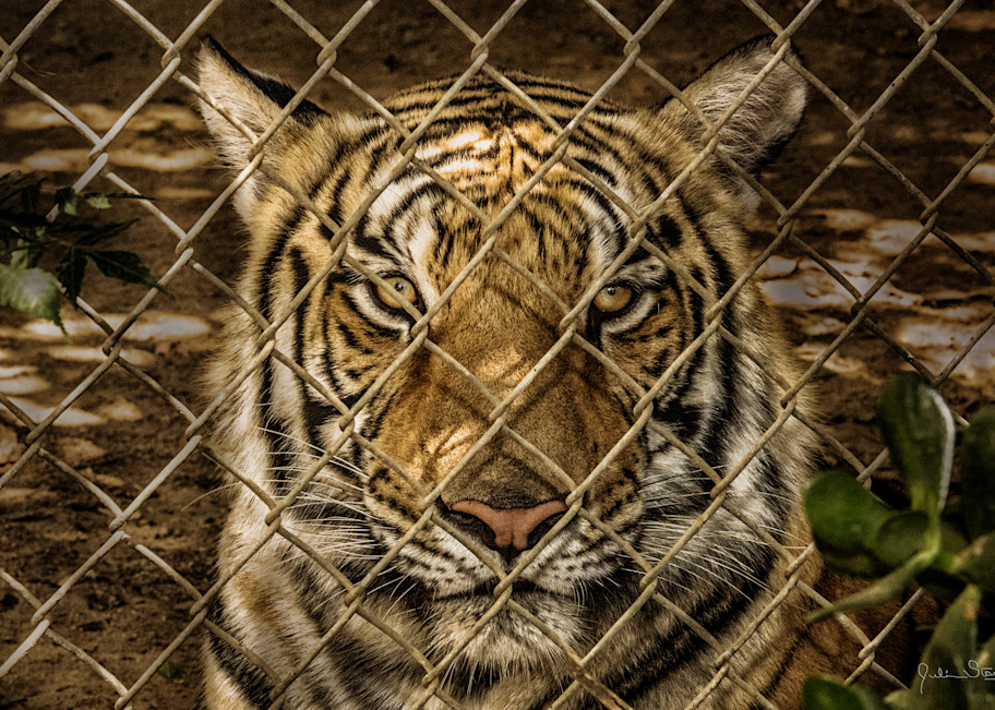 Caged Tiger! Photography Art | Julian Starks Photography LLC.