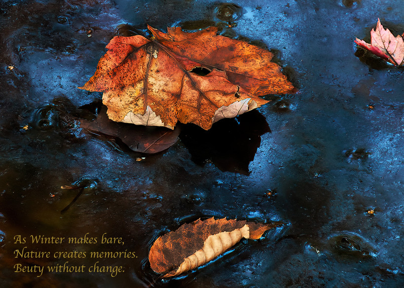 Leaf On Frozen Water Photography Art | Ed Sancious - Stillness In Change