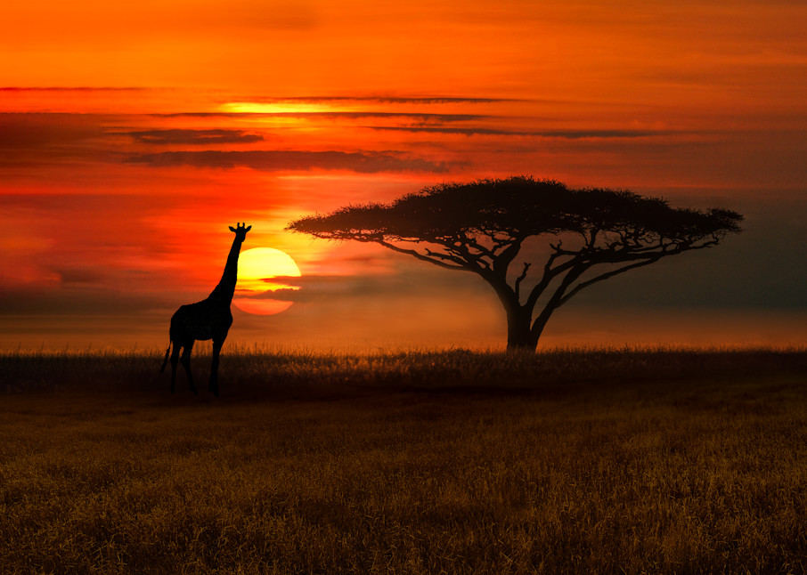 Harv Greenberg Photography - Serengeti