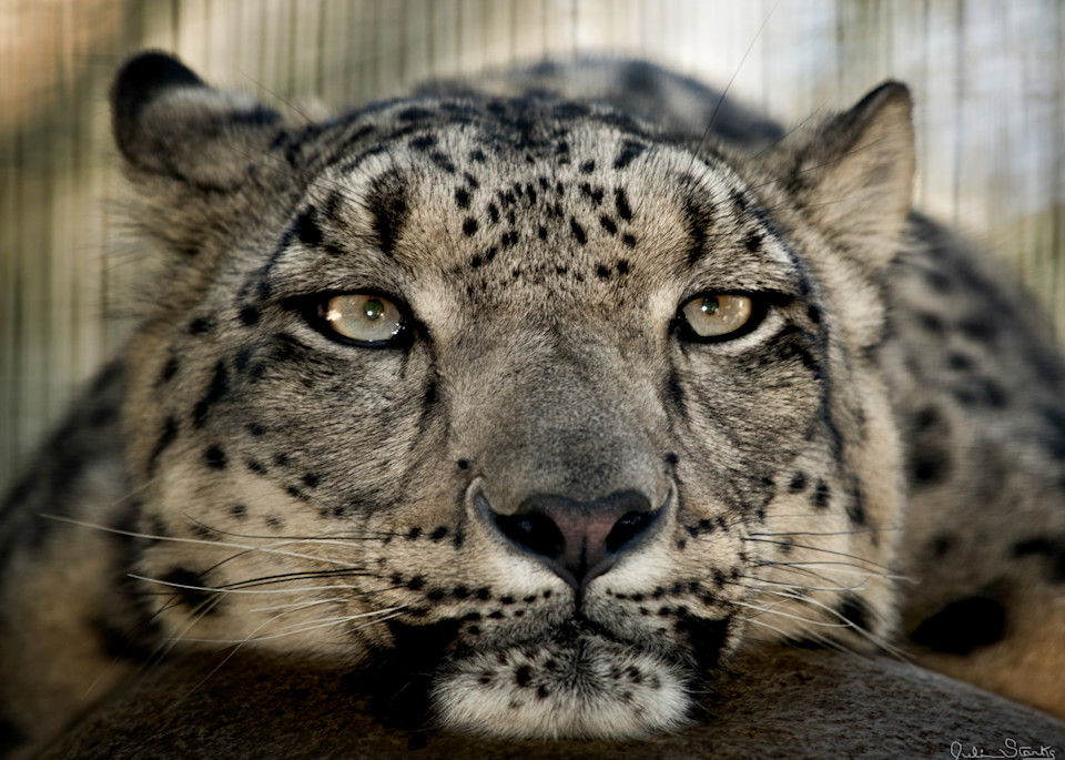 Snow Leopard's Gaze Photography Art | Julian Starks Photography LLC.