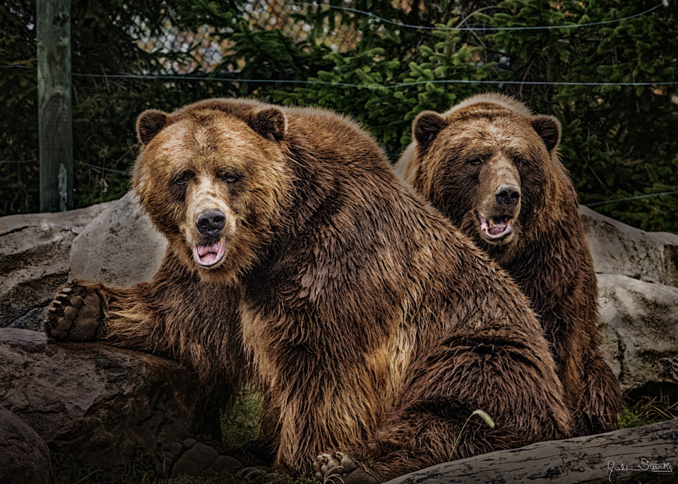 The Brown Bear Brothers! Photography Art | Julian Starks Photography LLC.