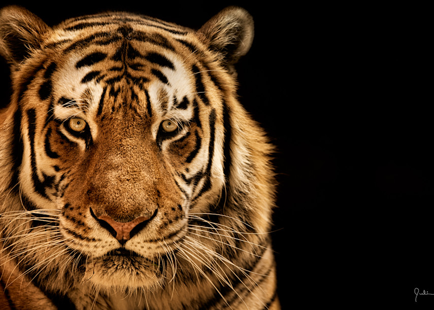  Siberian (Amur) Tiger In Black Space Photography Art | Julian Starks Photography LLC.