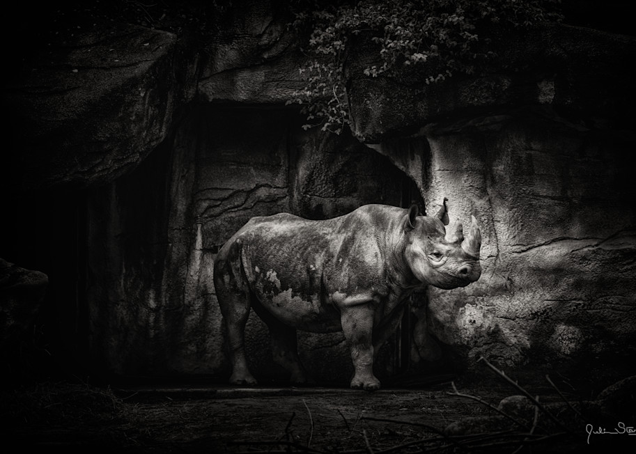 Black Rhinoceros In B & W Photography Art | Julian Starks Photography LLC.