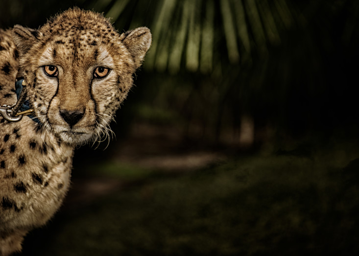 Cheetah In Chains Photography Art | Julian Starks Photography LLC.