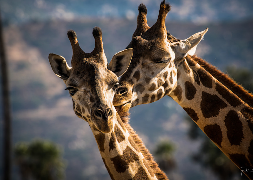 Giraffe's In Love! Photography Art | Julian Starks Photography LLC.
