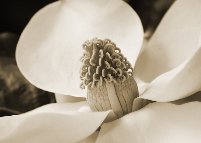Magnolia #2 Photography Art | Lori Ballard Photography