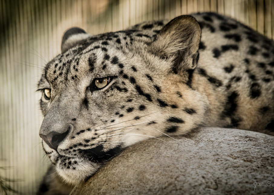 Snow Leopard Chillin' On A Rock Photography Art | Julian Starks Photography LLC.