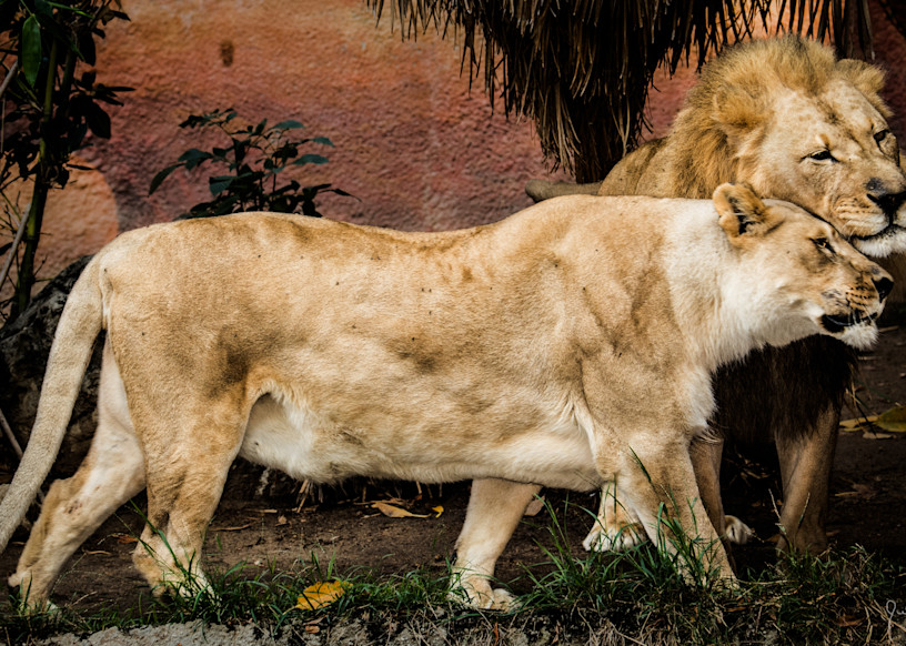 The Loving Lion Couple! Photography Art | Julian Starks Photography LLC.
