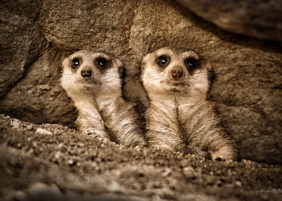 A Couple Of "Meerkats" Checkin' Things Out!!! Photography Art | Julian Starks Photography LLC.