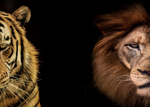 The Kings Of Beasts! Photography Art | Julian Starks Photography LLC.