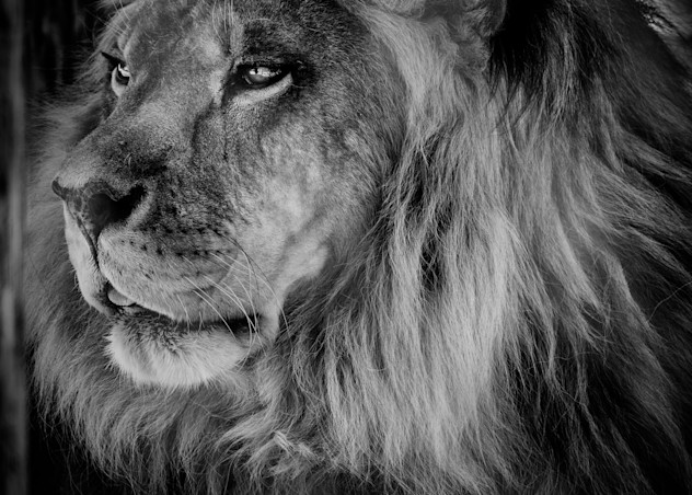 Beautiful Profile Of African Lion In B & W Photography Art | Julian Starks Photography LLC.