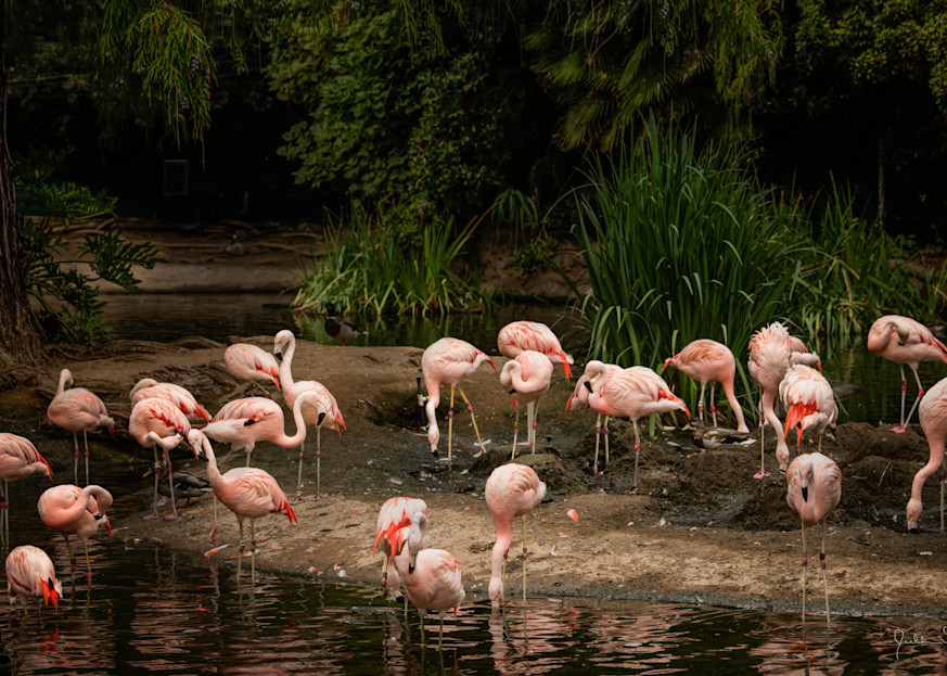 A Flock Of "Flamingos" Photography Art | Julian Starks Photography LLC.