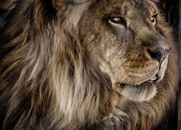 African Lion In Profile Photography Art | Julian Starks Photography LLC.