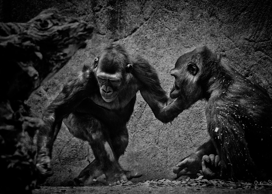 Gorillas At Play In B & W Photography Art | Julian Starks Photography LLC.
