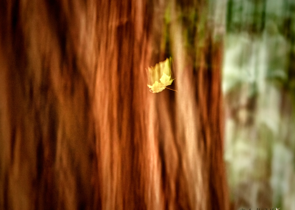 Falling Leaf Photography Art | Mindy Fine Art Photography