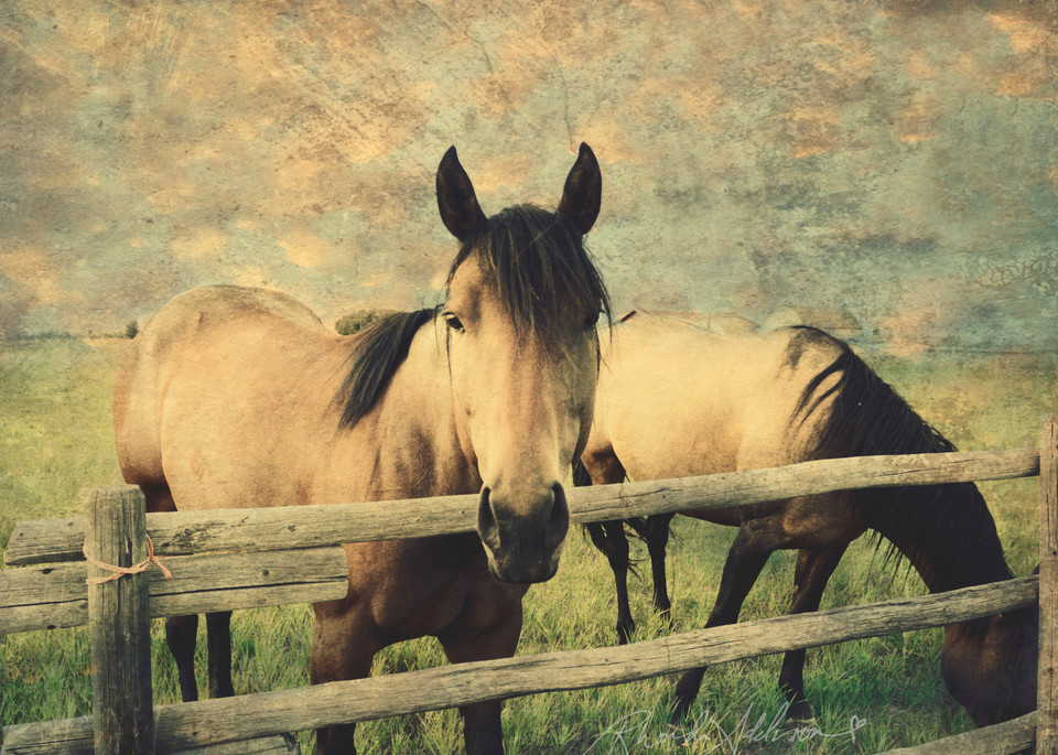 Buckskin Horses in Montana