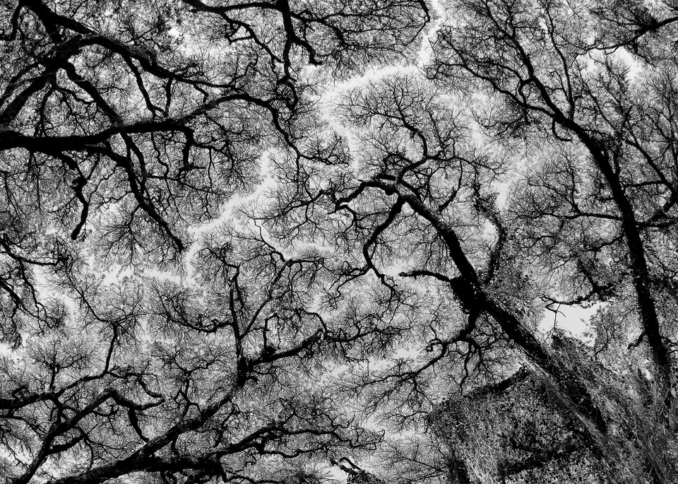 Interesting photo of acacia trees