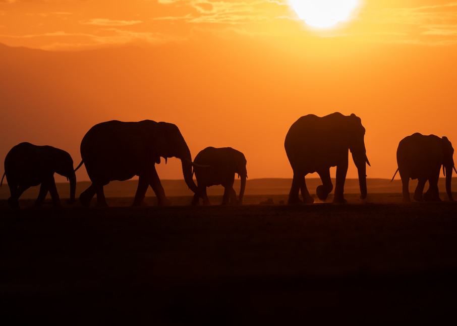 Stunning sunset with elephant silhouettes  fine art print