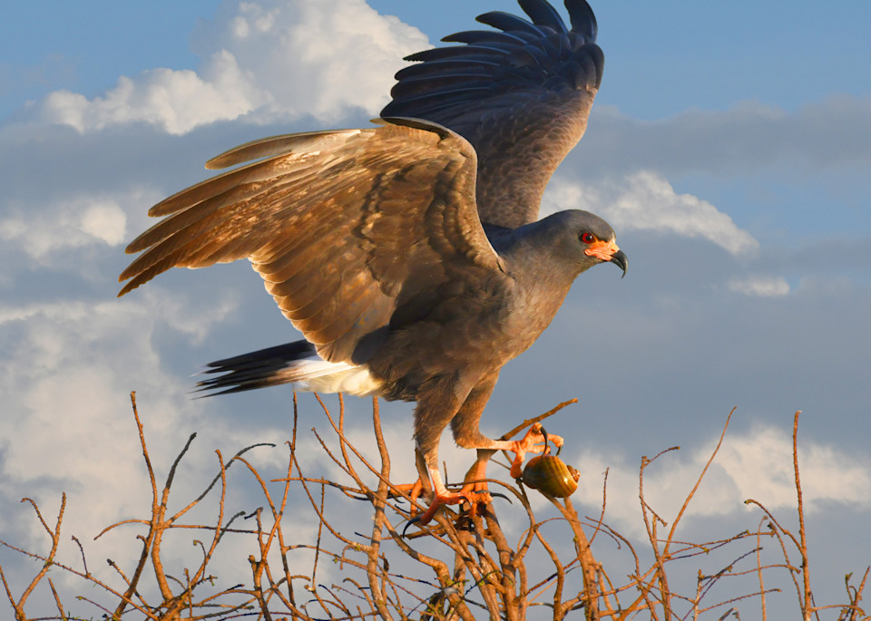 Snail Kite With Catch Art | Randy Johnson Art and Photography