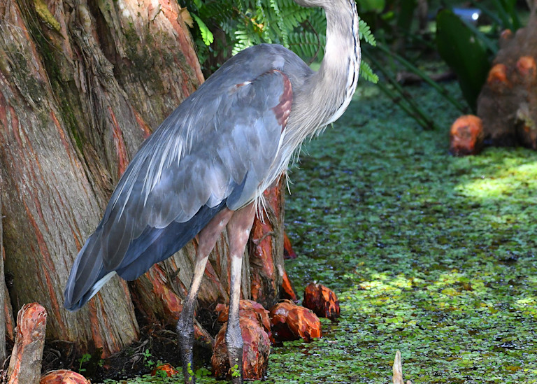 Great Blue Heron And Cypress Swamp Art | Randy Johnson Art and Photography