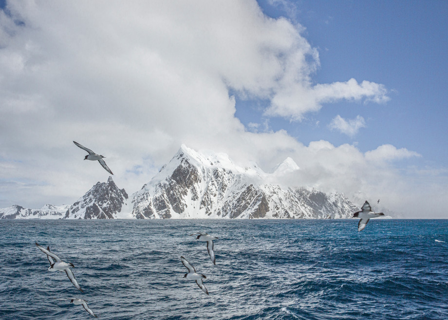 Seabirds Riding The Wind, Antarctica | Nicki Geigert, Photographer