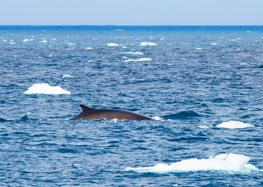 Minke whale surfacing in Antarctic waters showing dorsal fin