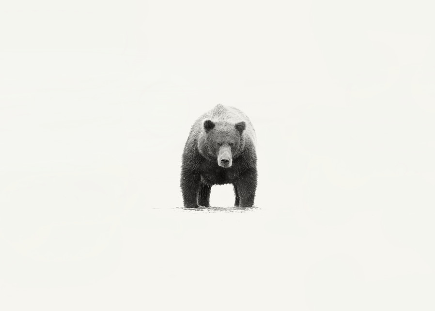 A powerful grizzly photo.