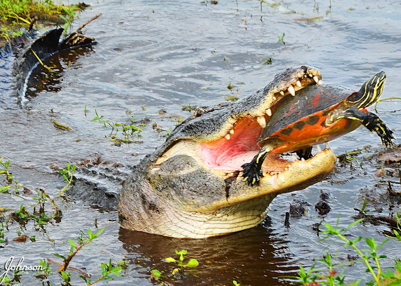 R1 Gator And Florida Redbelly Turtle Art | Randy Johnson Art and Photography