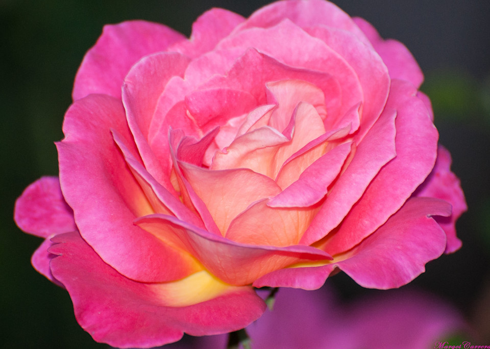 Pink Rose Reflection