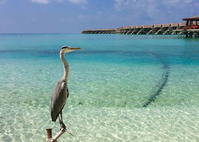 Shop for wildlife and landscape photos. Heron on Maldives Islands